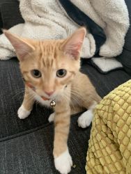 Kitten Needs New Home