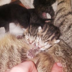 New born kittens