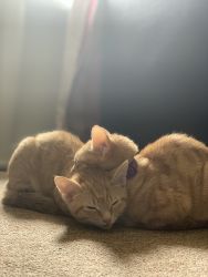 2 kittens (females)