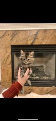 Tabby kitten for sale