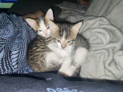2 male kittens