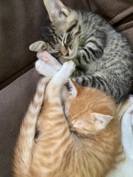 2 kittens need a new home asap