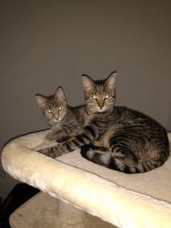 6 month old kittens
