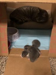 Mother & her kittens