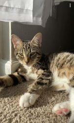 Rehoming our sweet hearted tabby cat
