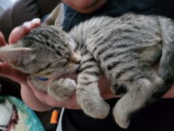 Free 2 month old tabby male