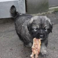 Tahltan Bear puppies for sale
