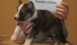 Tamaskan puppies for sale