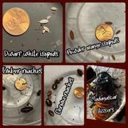Roaches & isopods