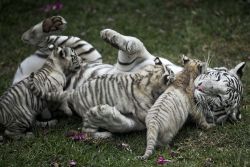Tiger cubs for sale| Cheetah Cubs for sale|Lion cubs for sale