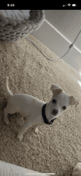 Teacup chihuahua for sale