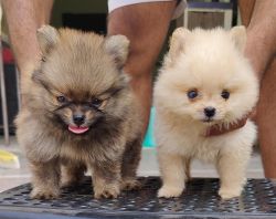 Extra ordinary Toy Pom Pup's available