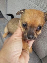 1 female tea cup chihuahua for sale