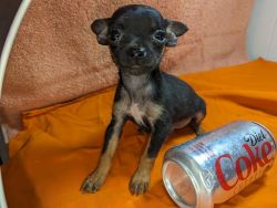 Teacup male chihuahua only 3 1/2 pounds full grown