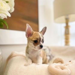 Teacup Apple head Chihuahua puppies