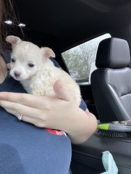 Tiny Merle Chihuahua Puppies