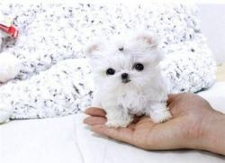 Tea Cup Maltese Puppies For Adoption