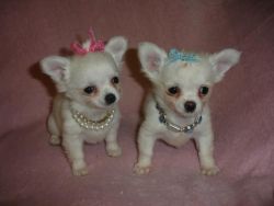 miniature teacup Chihuahua puppies