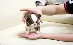 Awesome Teacup Chihuahua Puppies Available