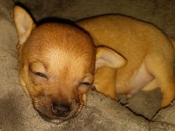 Adorable 6 Week Old PupsPup For Sale