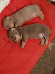 Healthy Adorable and Nice Teacup Chihuahua Pups Available For Xmas