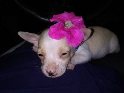 Tcup Chihuahua puppy