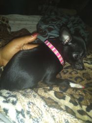 Teacup Chihuahua for sale