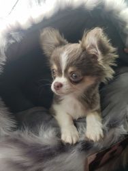 Teacup Chihuahua for sale!!