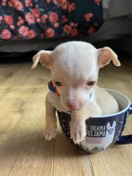 Teacup Chihuahua Puppy