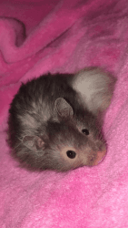 Grey Teddy Bear Hamster