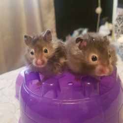 Hamsters for SALE