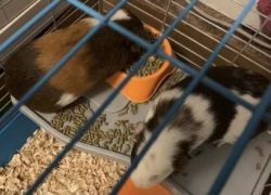 Rehoming Two Female Guinea Pigs