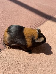 Selling 4 young healthy guinea pigs!