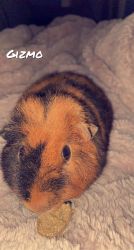 Male Guinea Pig (Cage and other accessories included)