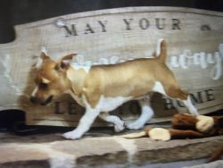 AKC Teddy Roosevelt Rat Terrier