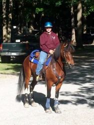 Trail Horse DELUXE Tennessee Walking Gelding Bay Paint, 15.3hh, Quiet!