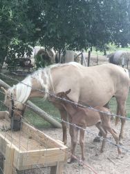 12 year old registered palomino Tenn. Walker mare with filly