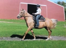 Great Companion Palomino Tennessee Walking Horse Mare