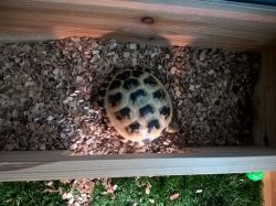Male Horsefield Tortoise Approx 4 Years Old