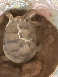 Texas tortoise for sale
