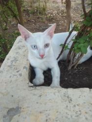 He has different eyes and very lovely thai cat