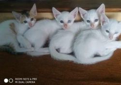 Full white fluffy kitten with blue eyes.thailand based khao mani