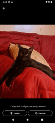 1yr old beautiful black Koja Thiland cat