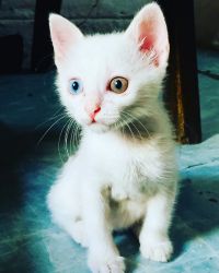 I want to sale my beautiful khao manny cat