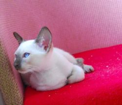 Stunning Thai Kittens for sale now