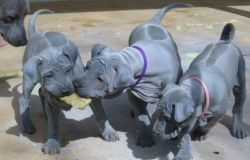 Blues Littler Thai Ridgeback Puppies for sale.