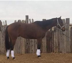 6 year old registered TB gelding for sale
