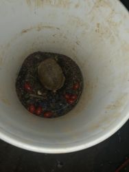 1 year old three toe box turtle I have him in a bucket I sold enclosur