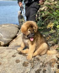 Beautiful male and female Tibetan Mastiff puppies ready for their new