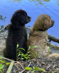Beautiful male and female Tibetan mastiff for rehome